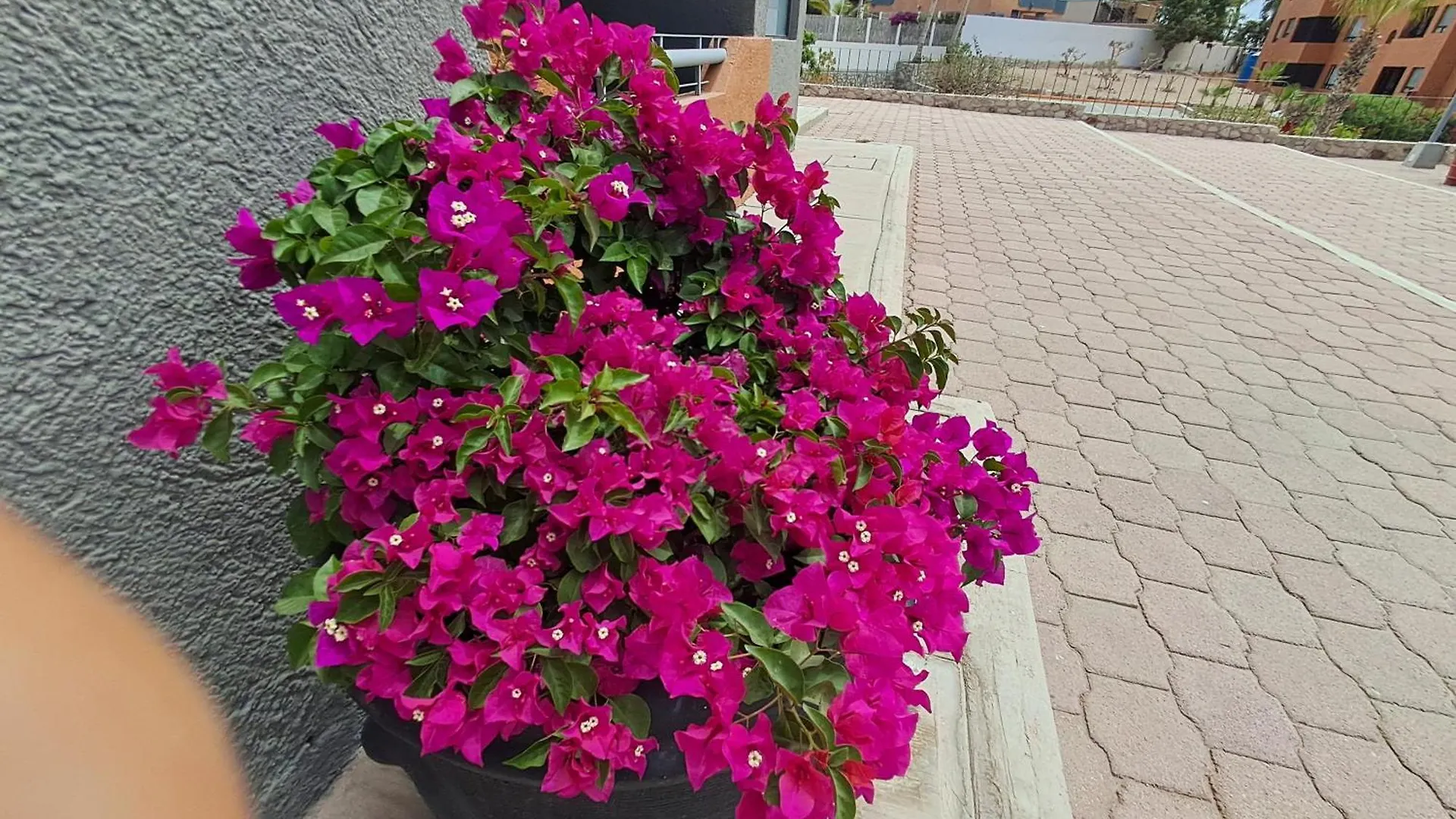 Hotel apartamentowy Sunny Beach Suites Cabo San Lucas